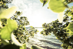 Lake Starnberg in backlight, Berg, Upper Bavaria, Germany