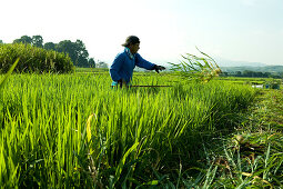 Reisfeld mit einem Reisbauer bei der Arbeit, Reisfeld, nahe Kyoto, Region Kansai, Japan