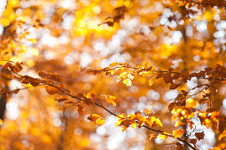 Sonnendurchflutete Herbstblätter an schmalen Ästen, Odershausen, Bad Wildungen, Nordhessen, Hessen, Deutschland, Europa