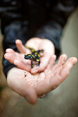 Hands holding a fire salamander, Doerscheid, Rhineland-Palatinate, Germany
