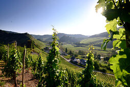 Landscape near Mayschoss in the Ahr Valley, Eifel, Rhineland-Palatinate, Germany