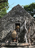 Ivatan Frau mit Perücke aus Stroh neben Steinhaus, Dorf, Sabtang Insel, Batanes, Philippinen, Asien