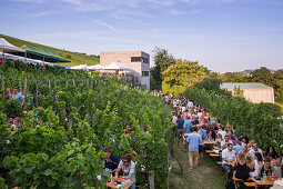 Weinfest an einem lauen Sommerabend: Menschen sitzen inmitten von Weinreben beim Hoffest im Weingut am Stein, Würzburg, Franken, Bayern, Deutschland