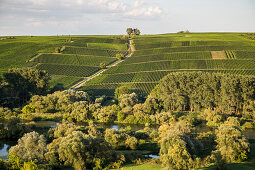 View across Mainschleife from Main river to vineyards, near Escherndorf, Franconia, Bavaria, Germany