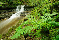 Fern at stream with small waterfall, Taugl, Salzkammergut, Salzburg, Austria