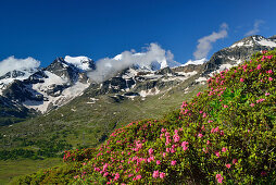 Alpenrosen vor Piz Cambrena und Piz Palü, Bernina, Oberengadin, Engadin, Graubünden, Schweiz