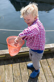 Junge (4 Jahre) mit einer Qualle im Kescher, Guldborg, Falster, Dänemark