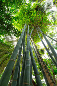 Bambus, Botanischer Garten, München, Oberbayern, Bayern, Deutschland