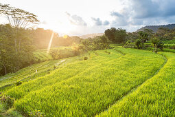 Reisterrassen, Sidemen, Bali, Indonesien