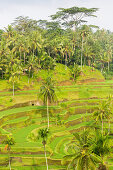 Reisterrassen, Sawah, Tegalalang, bei Ubud, Bali, Indonesien