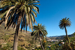 Palmen, Fataga, Gran Canaria, Kanarische Inseln, Spanien