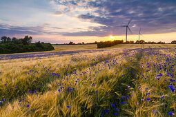 Feld mit Blumen, Sprenge, Schwedeneck, Dänischer Wohld, Rendsburg-Eckernförde, Schleswig-Holstein, Deutschland