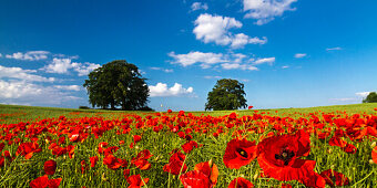 Rote Mohnblumen in einem Feld, Dänischer Wohld, Rendsburg-Eckernförde, Schleswig-Holstein, Deutschland