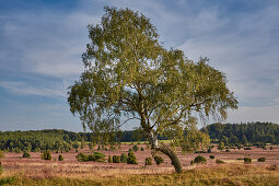 Blossoming heather, Lueneburger Heide, Wilseder Berg, Lower Saxony, Germany