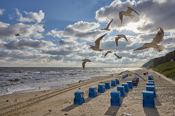 Seagulls at the beach, Koserow, Usedom, Baltic Sea, Mecklenburg Vorpommern, Germany