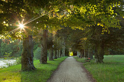 Copper beech alley, Machern, Saxony, Germany