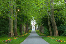 Alley of plane trees, Ludwigsburg castle grounds, Baden-Wuerttemberg, Germany