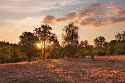 Sunset in the Lueneburger Heide, Lower Saxony, Germany