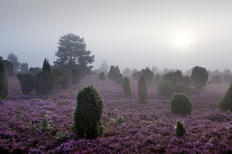 Frühnebel, Lüneburger Heide, Niedersachsen, Deutschland