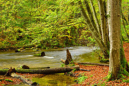Stream flowing through beech trees in autumn colours, Wuerm valley, Upper Bavaria, Bavaria, Germany