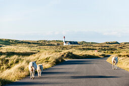 Sheep passing a street, List West lighthouse in background, List, Ellenbogen, Sylt, Schleswig-Holstein, Germany