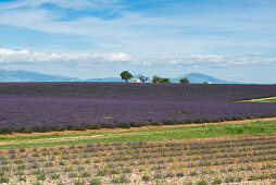 Lavendelfeld, bei Valensole, Plateau de Valensole, Alpes-de-Haute-Provence, Provence, Frankreich