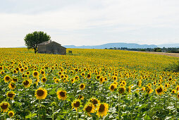field of sunflowers, near Valensole, Plateau de Valensole, Alpes-de-Haute-Provence department, Provence, France