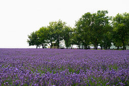 Lavendelfeld und Caravan-Stellplatz, bei Valensole, Plateau de Valensole, Alpes-de-Haute-Provence, Provence, Frankreich