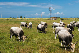 Cows grazing in a field, Parco Naturale della Maremma, Tuscany, Italy