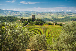 Weingut Argiano, bei Montalcino, Provinz Siena, Toskana, Italien