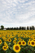 field of sunflowers, near Piombino, province of Livorno, Tuscany, Italy