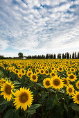 Field of sunflowers, near Piombino, province of Livorno, Tuscany, Italy