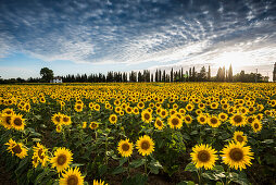 Field of sunflowers, near Piombino, province of Livorno, Tuscany, Italy