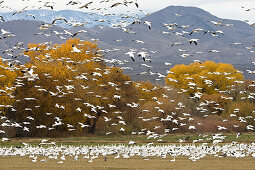 Snow Geese wintering in Bosque del Apache, Anser caerulescens atlanticus, Chen caerulescens, New Mexico, USA