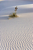 Soaptree, Yucca in dunes, Yucca elata, gypsum dune field, White Sands National Monument, New Mexico, USA