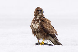 Common Buzzard, Buteo buteo, on ice, Germany