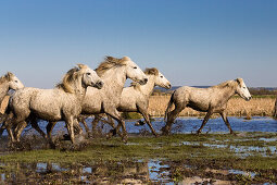 Camargue horses, Camargue, France, Europe