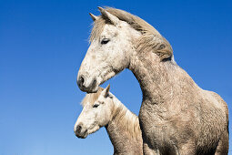 Camarguepferde, Camargue, Südfrankreich