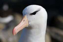 Schwarzbrauenalbatros, Diomedea melanophrys, Falkland Inseln, Subantarktis