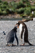 Gentoo Penguins, feeding chick, Pygoscelis papua, Gold Harbour, South Georgia, Subantarctic, Antarctica