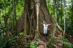 Giant tree with buttress roots in the rainforest at Tambopata river, Tambopata National Reserve, Peru, South America