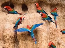 Red-and-green Macaws at saltlick, Ara chloroptera, Tambopata National Reserve, Peru, South America