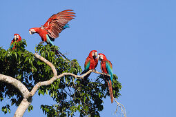 Red-and-green Macaws in rainforest, Ara chloroptera, Tambopata National Reserve, Peru, South America