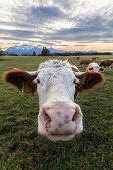 Kuh, Milchkuh im Alpenvorland, Oberbayern, Alpen, Deutschland