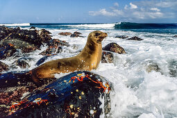 Galapagos Sea Lion, Zalophus wollebaeki, Fernandina, Galapagos Islands, Ecuador, South America