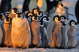 Kaiserpinguine mit Küken, Küken wärmen sich, Kindergarten, Aptenodytes forsteri, Antarktis