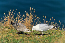 Herring Gull with young, Larus argentatus, North Sea, Germany