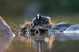 Bläßhuhn auf dem Nest, Fulica atra, Bayern, Deutschland
