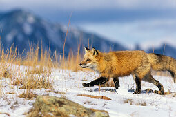 Rotfuchs im Winter laufend, Vulpes vulpes, USA