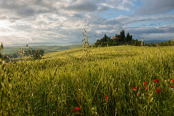 Landschaft bei San Quirico d'Orcia, Val d'Orcia, Provinz Siena, Toskana, Italien, UNESCO Welterbe